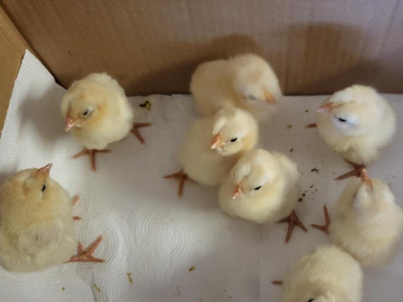 Baby Chicks Visit