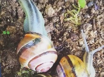 Galway City Council’s Children’s Nature Photography Competition
