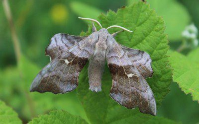 Moths