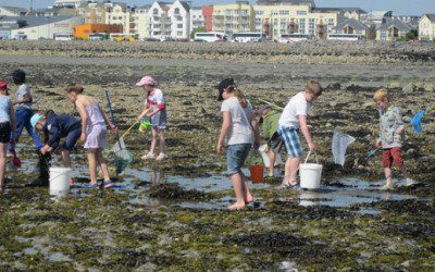 Seashore Safari